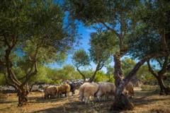 maslina-resort-ecohotel-landscape