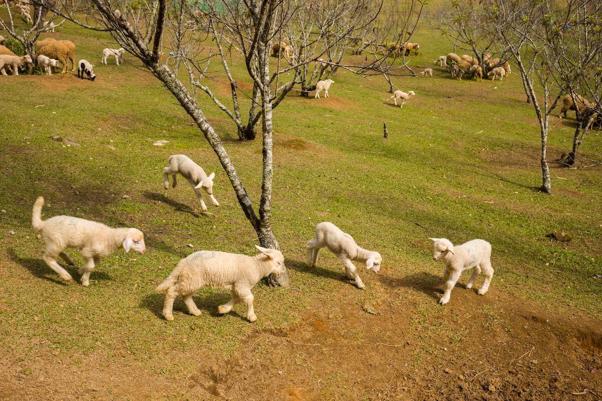 Schaf-Farm der Pha Tang Agricultural station, Doi Pha Tang im Doi Inthanon National Park, Chiang Mai © TAT