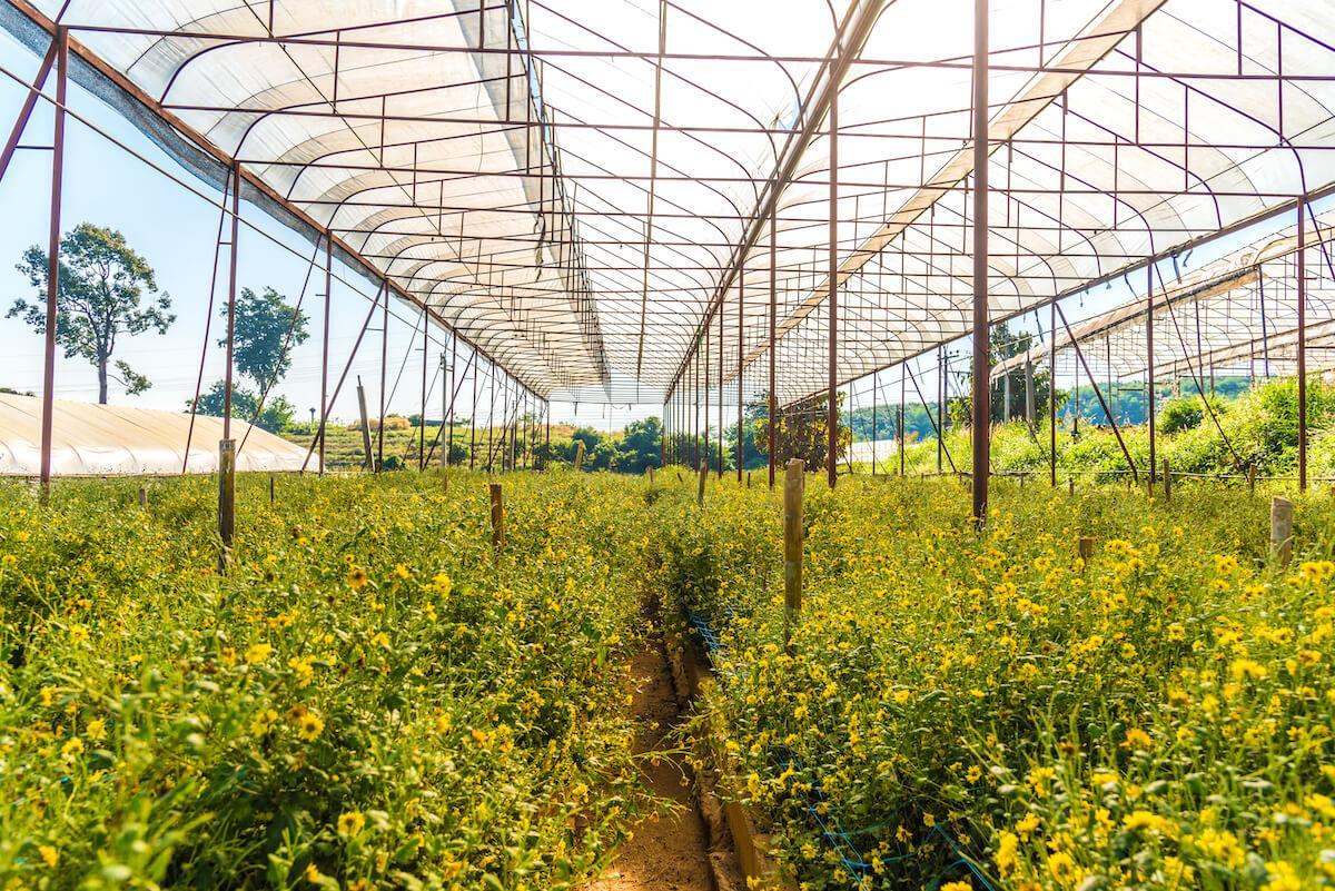 Das Doi Sa Ngo Royal Development Project in Chiang Rai © TAT