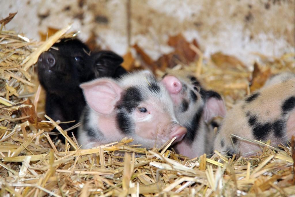 schwarzes Alpenschwein