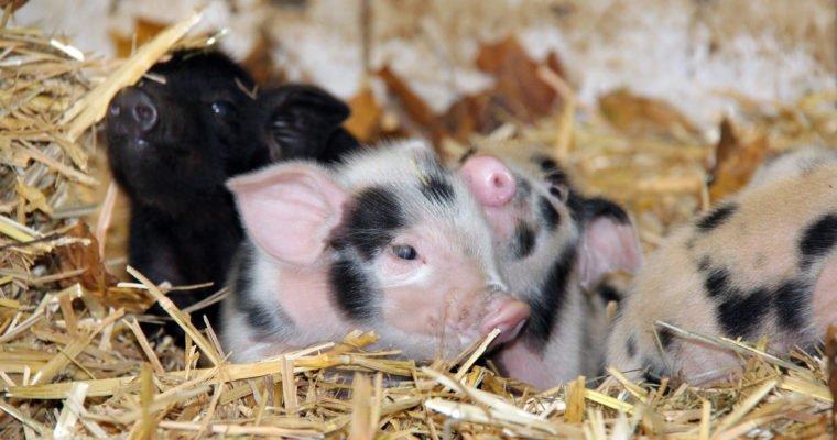 Of Black Alpine pigs and spectacled bears: what hotels do to protect animals