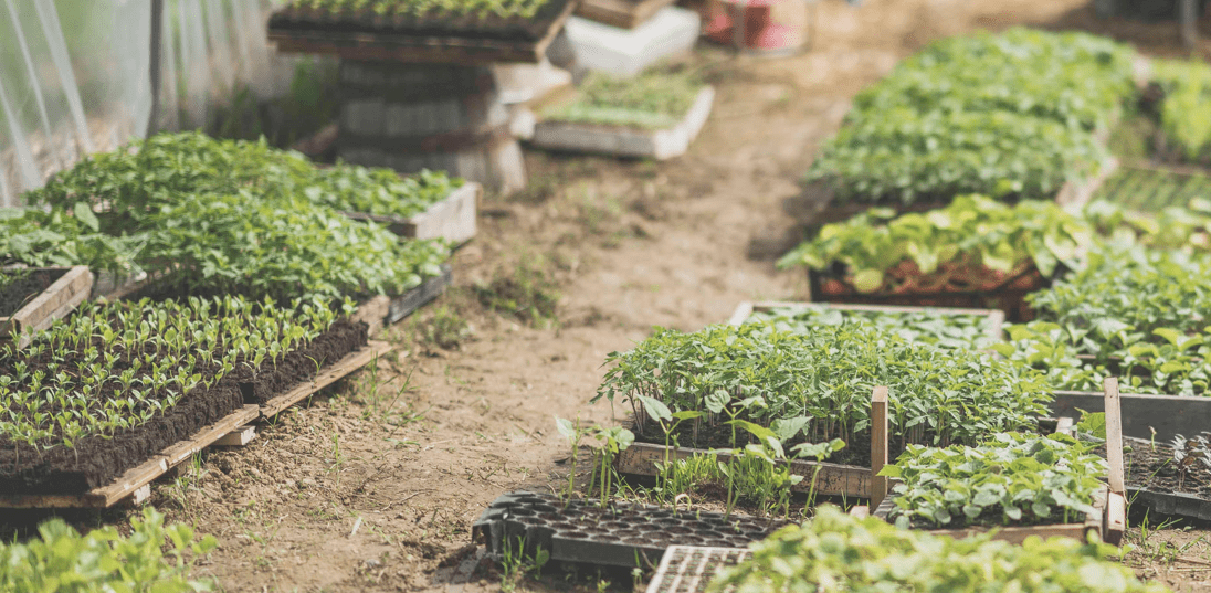 Permakultur im Hotelgarten – Urlaub in der veganen Bio-Agrivilla i pini