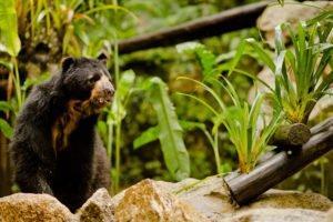 Andean bear in Peru, protected by the Inkaterra Asociación. © Inkaterra Machu Picchu Pueblo Hotel