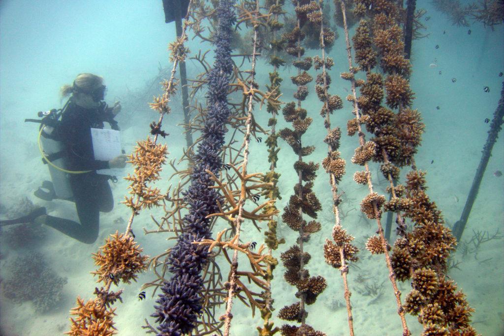 One year old afforested corals of the Coral Lines Project. © Gili Lankanfushi