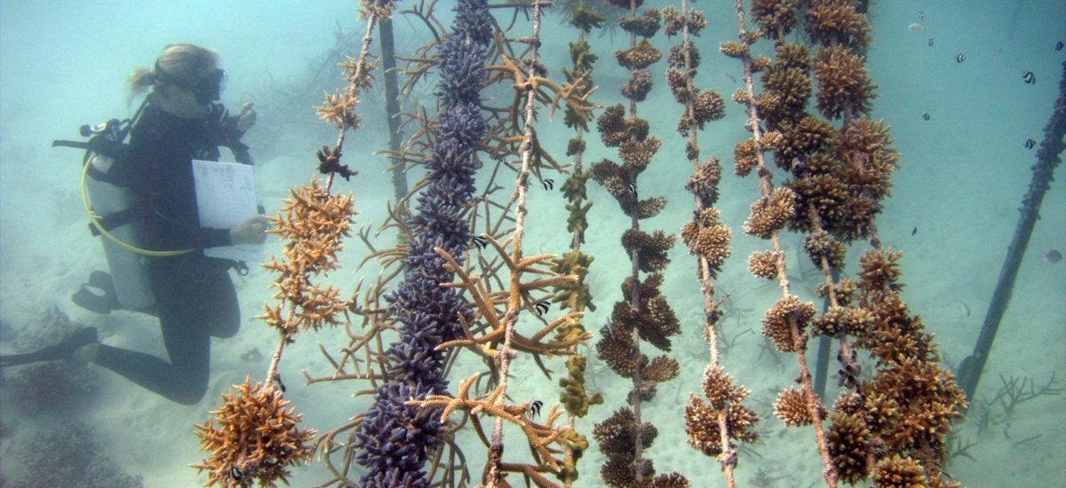 One year old afforested corals of the Coral Lines Project. © Gili Lankanfushi