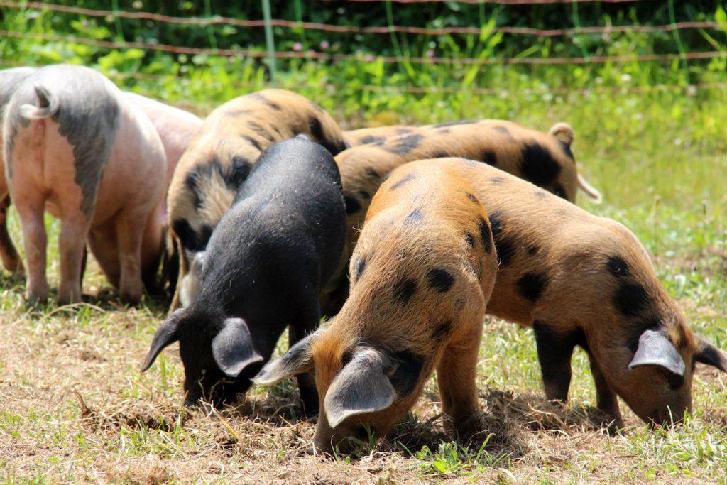 Schwarze Alpenschweine