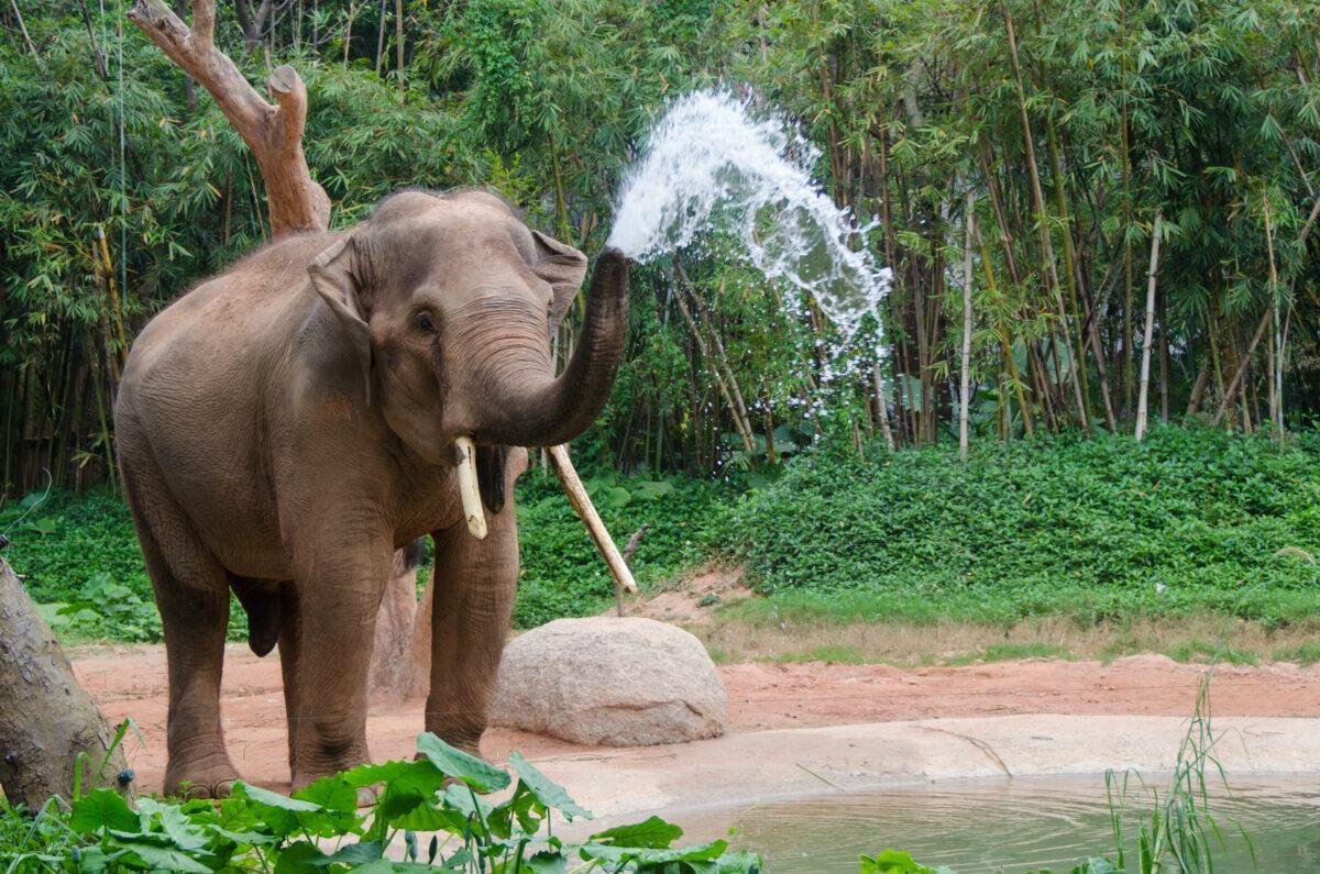 Elephant in a sanctuary © AdobeStock / Q-lieb-in