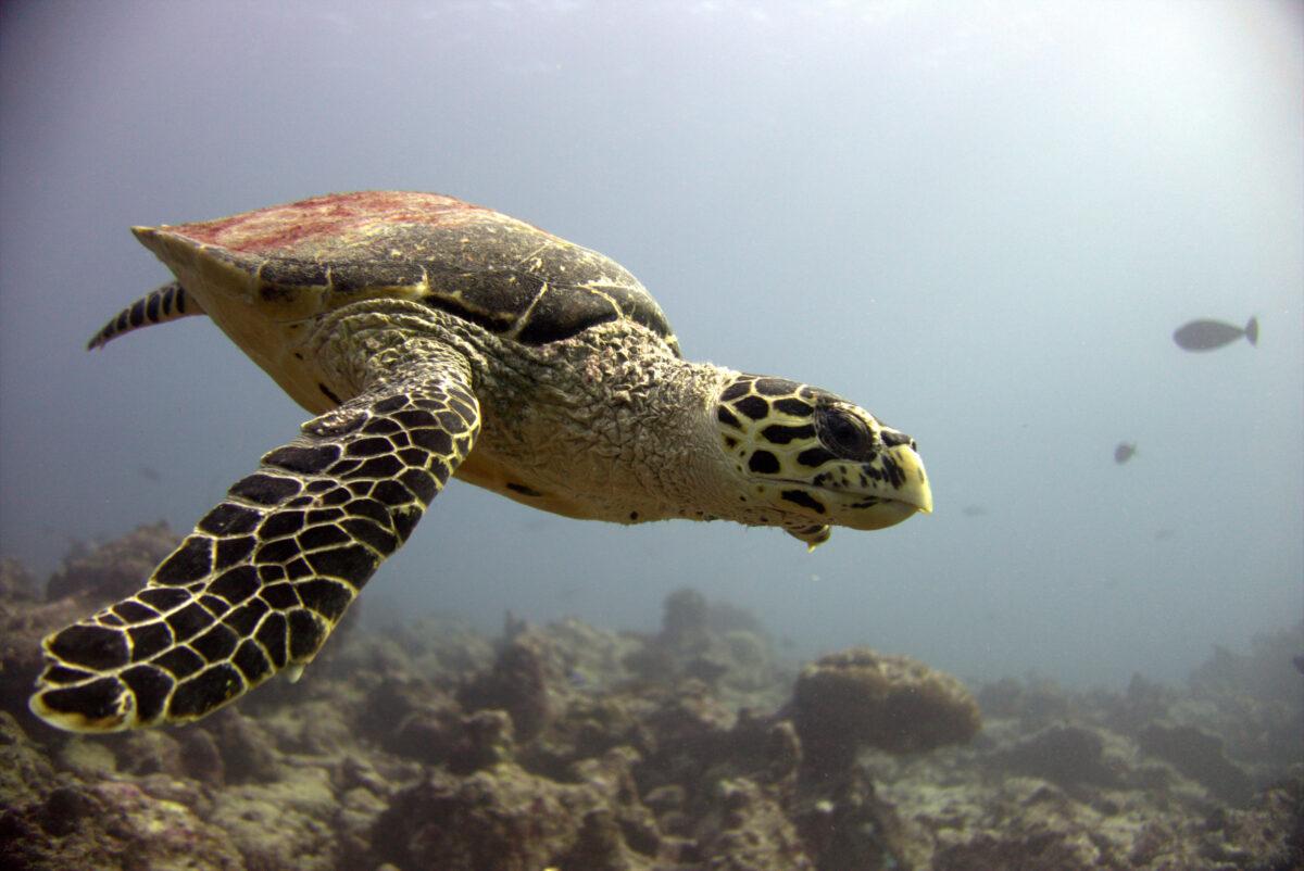 Nature comes alive – pandemic observations and animal welfare projects of our Green Pearls® Hotels