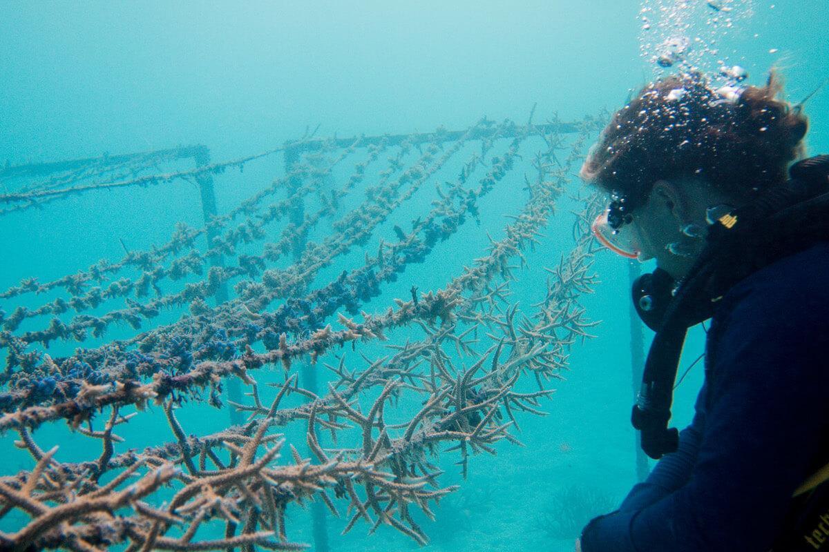 Coral Lines Project