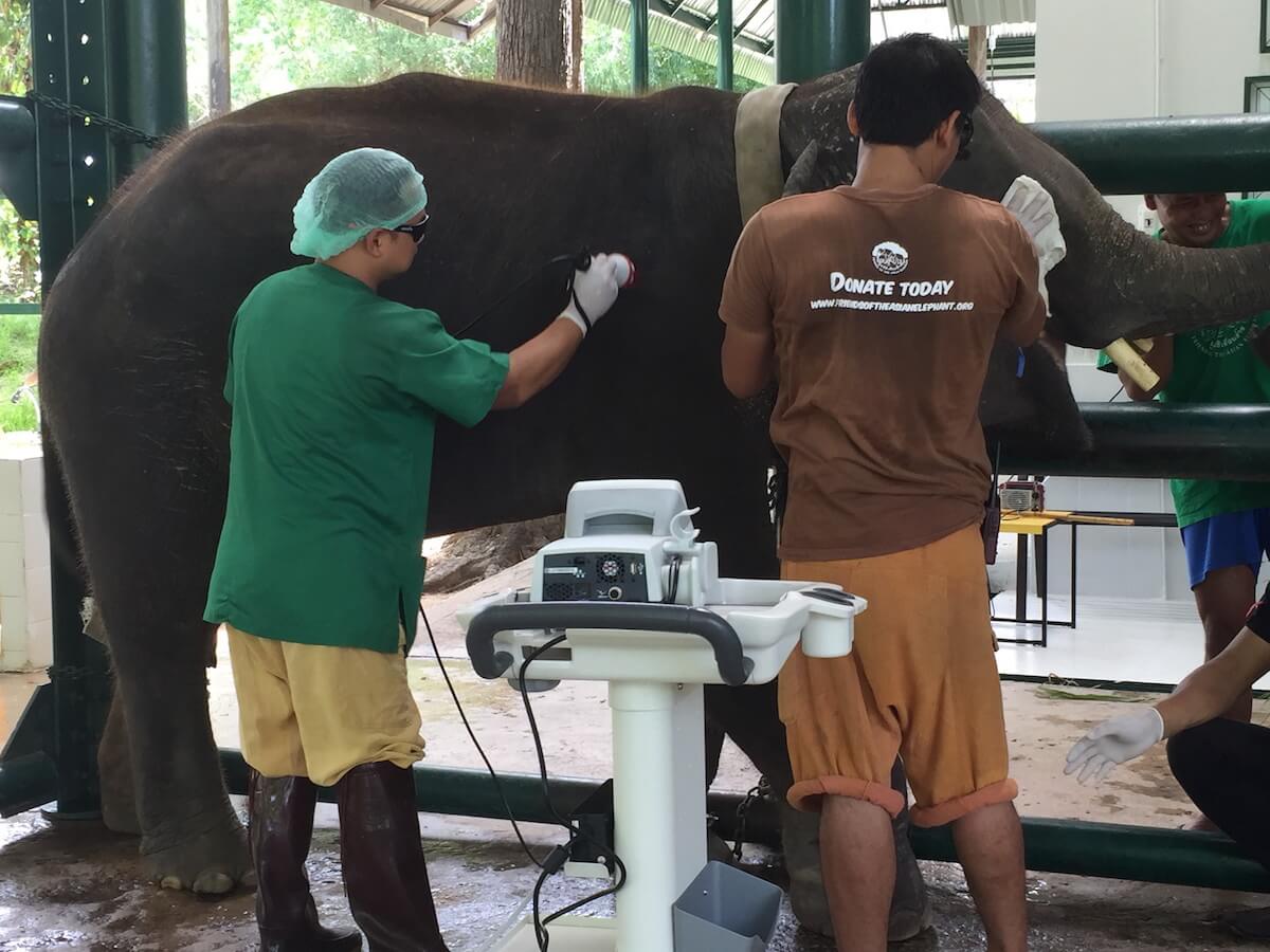 © FAE-Elephant-Hospital-Lampang-1
