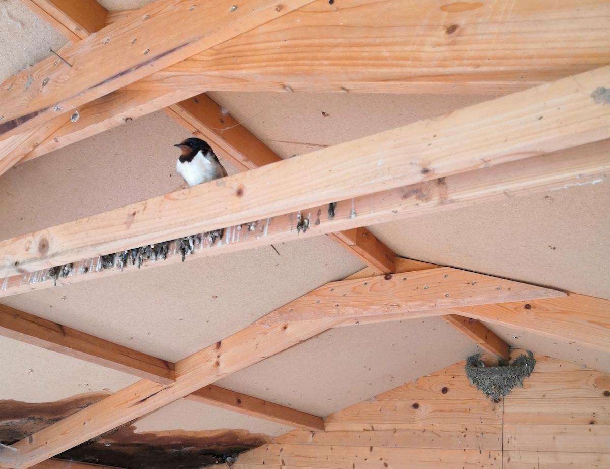 The swallow that unfortunately stayed at the Gut Nisdorf. © Anke Helène