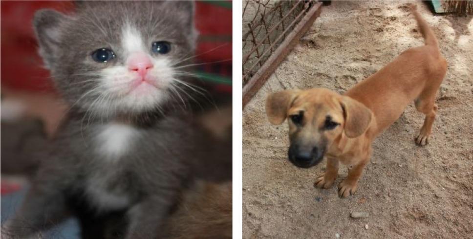 Cat and dog rescue foundation Koh Samui