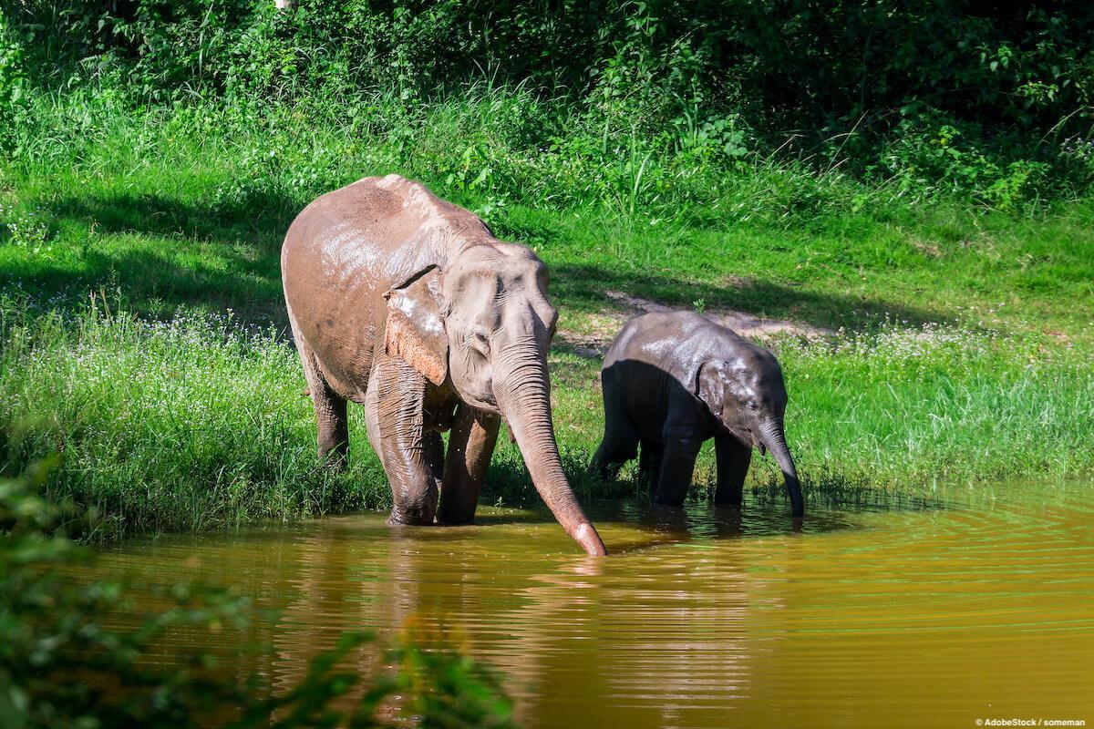Elefant in Thailand © AdobeStock - someman