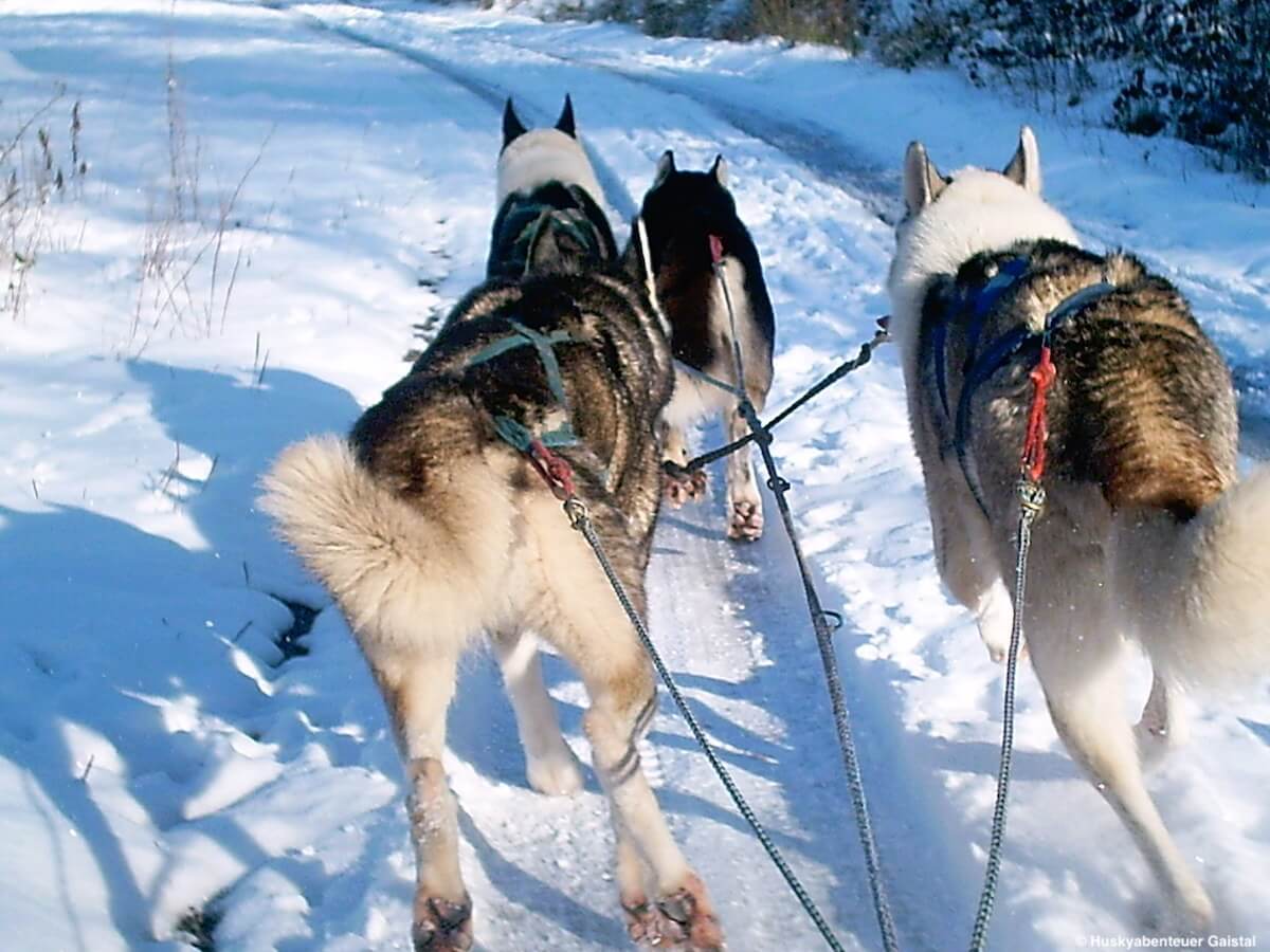 Husky Abenteuer © Adventure World
