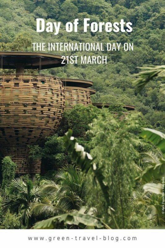 Pinterest Day of Forests