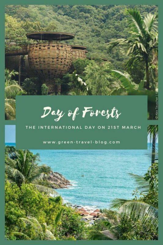 Pinterest Day of Forests