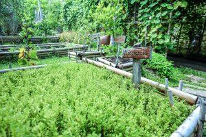 Organic 'Enchanted Garden' 1 KEEMALA