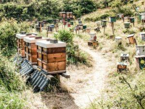 Bienenkästen Juist