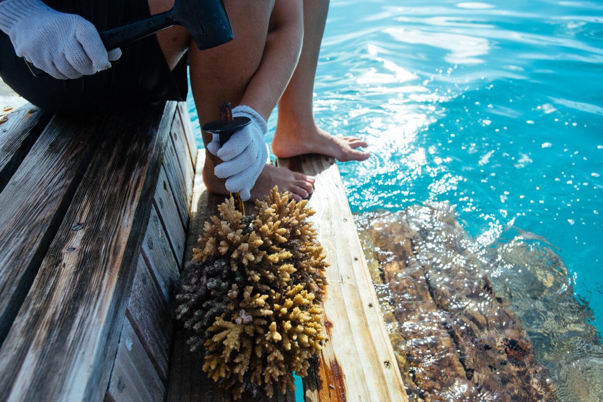 Nachhaltiges Engagement im Gili Lankanfushi – Gemeinsam den Lebensraum Meer erhalten