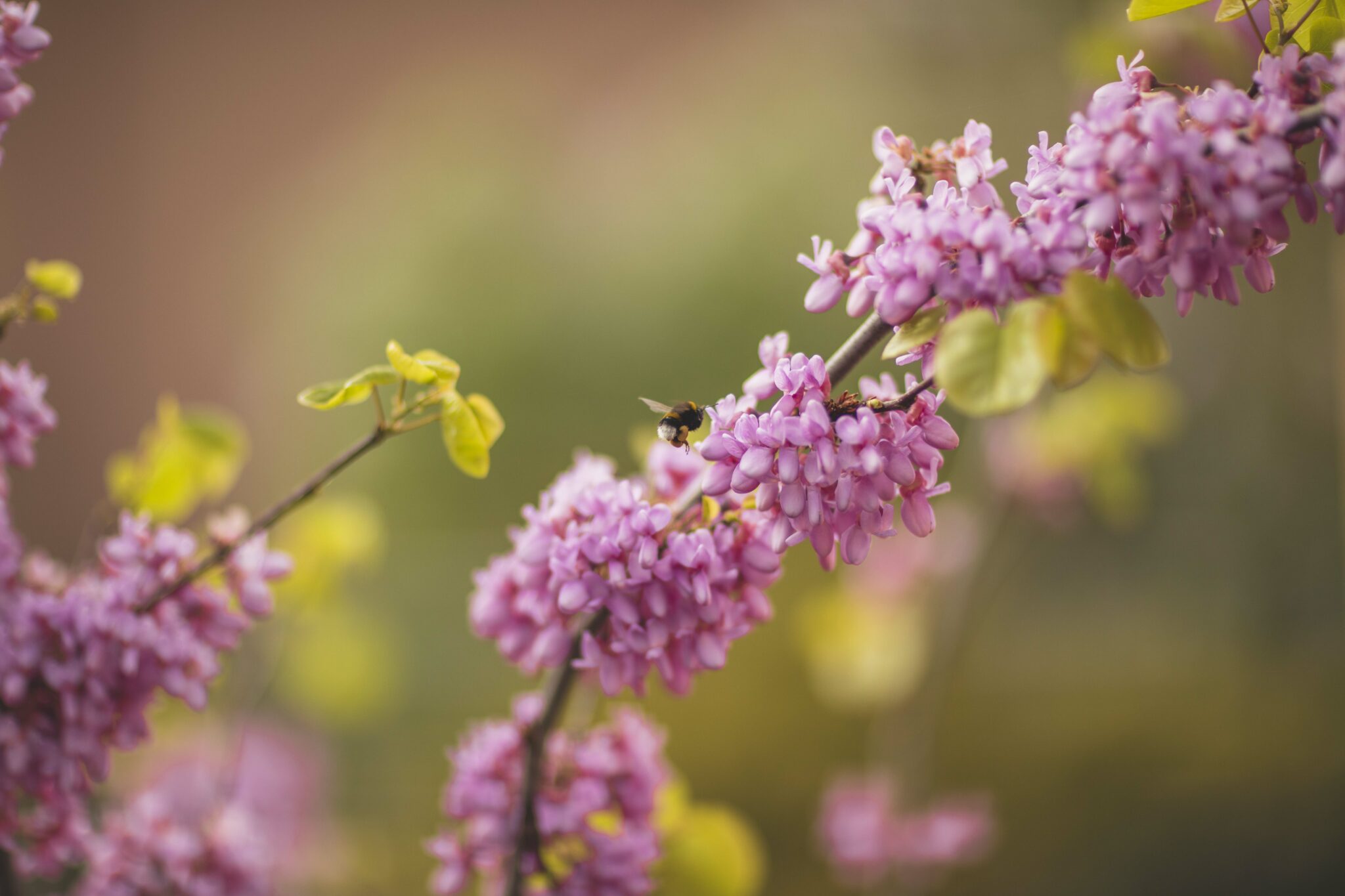 It’s buzzing and humming in the Green Pearls® hotels – hideaways for insects
