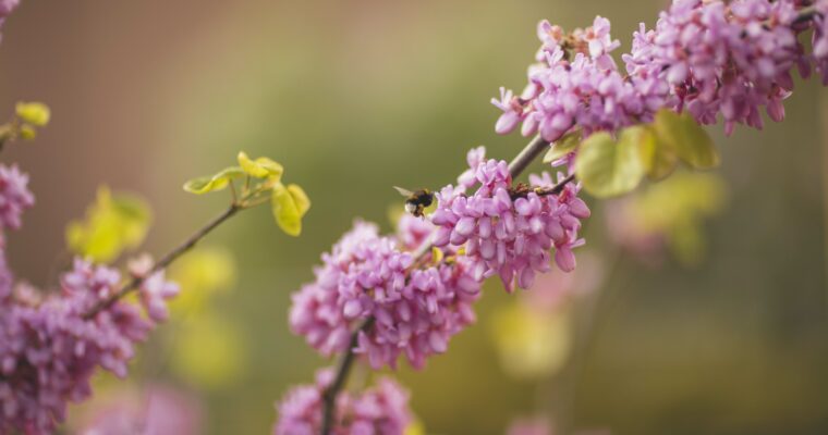 It’s buzzing and humming in the Green Pearls® hotels – hideaways for insects