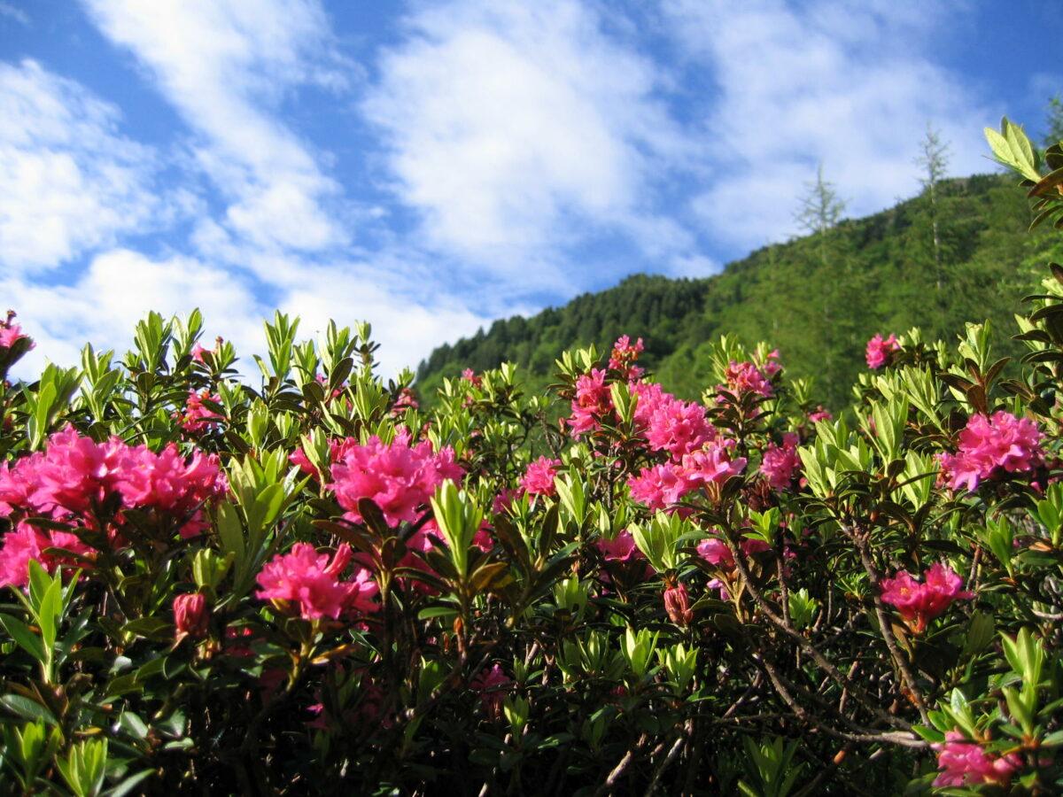 Blossoming time – The world of plants at Green Pearls® hotels