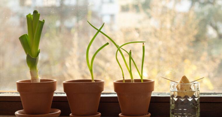 Regrowing – Gemüse aus Resten selber ziehen