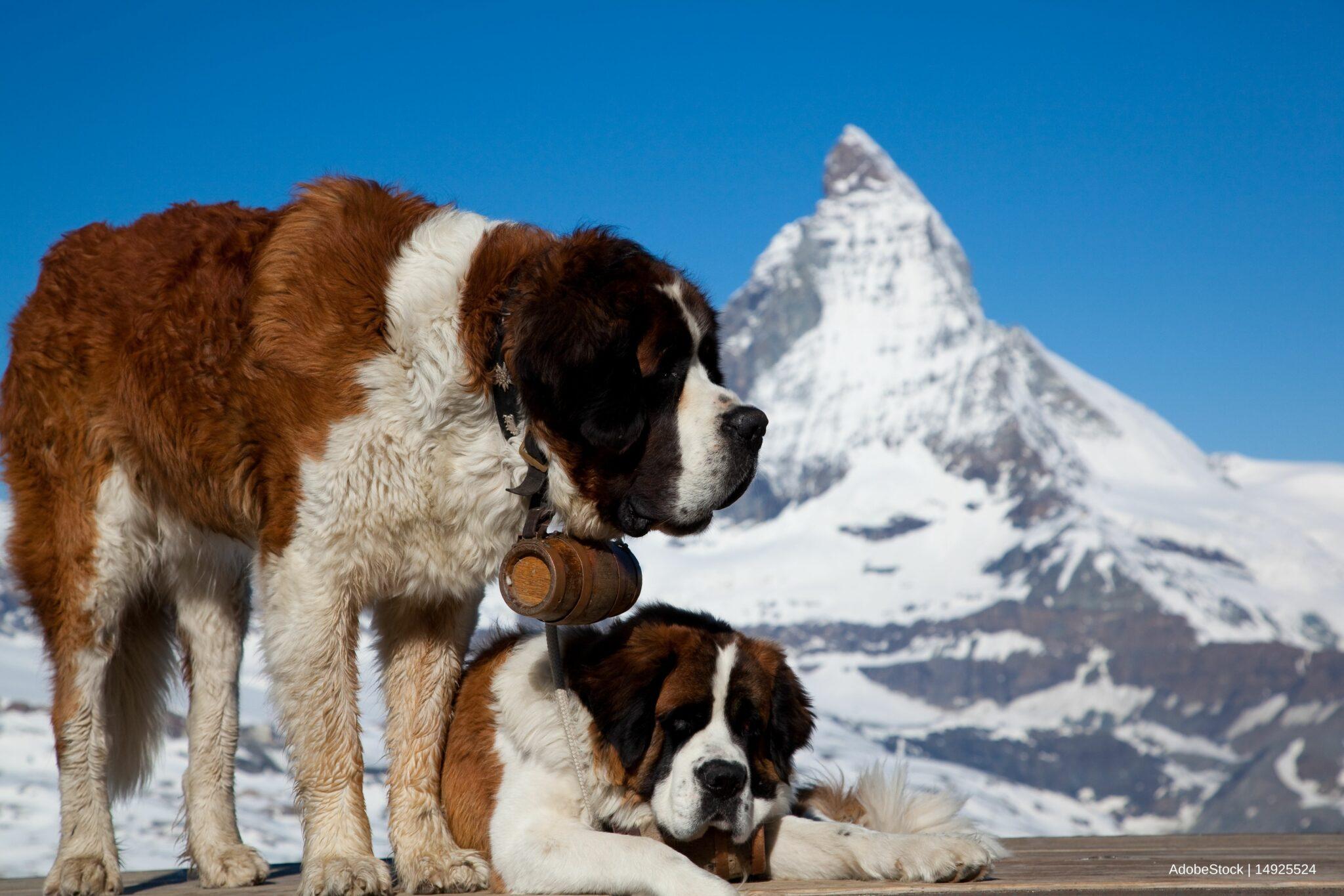Vacation with your dog – in Switzerland