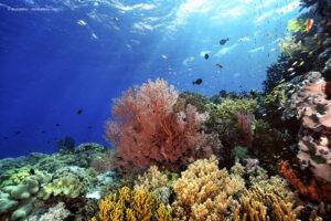 Korallen im Meer vor Thailand