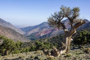 Juniper Trees in moroccan Atlas Mountains