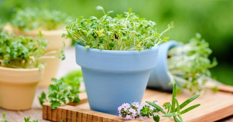 Microgreens in der Küche