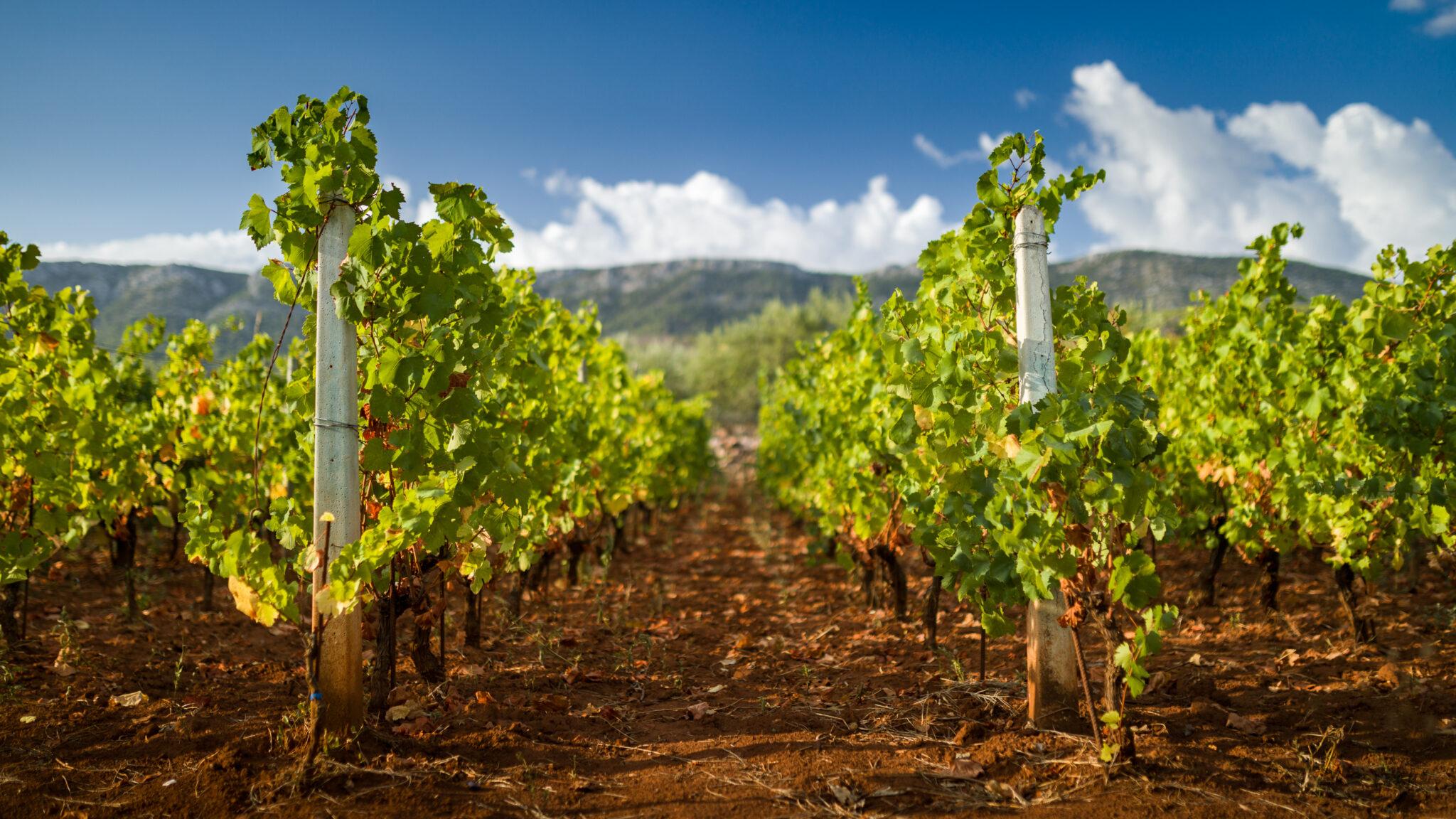 Wein, Wandern & Genuss – Nachhaltig Reisen in den schönsten Weinregionen Europas