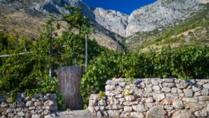Weinregion in Kroatien, Maslina Resort