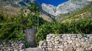 Weinregion in Kroatien, Maslina Resort