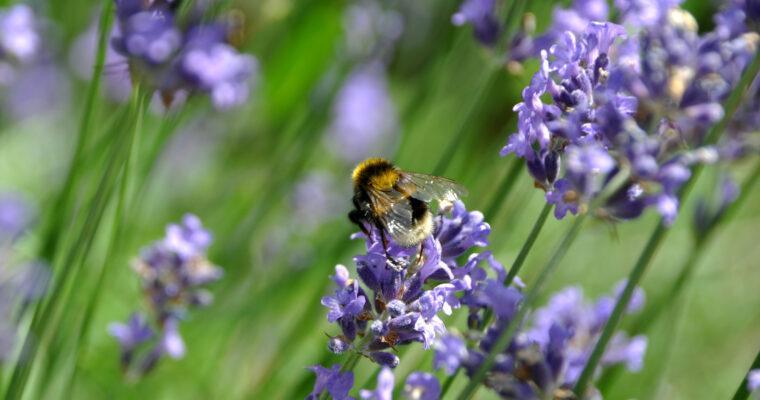 Bienenfreundliche Pflanzen für eure Terrasse oder Balkon