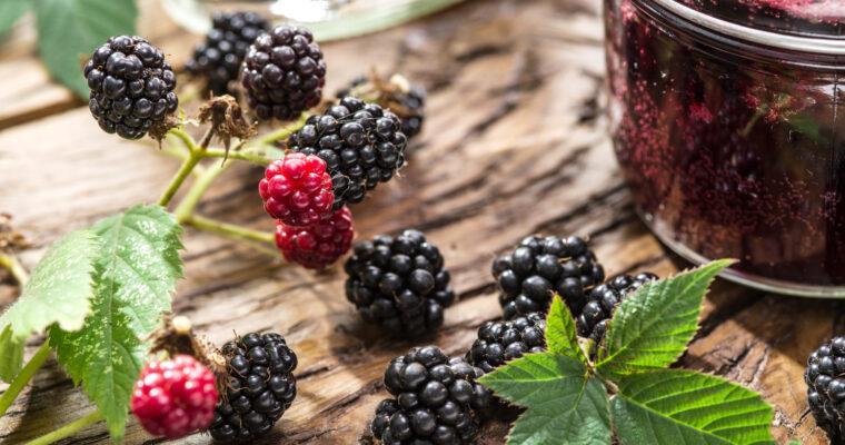 Es ist Brombeer-Saison!