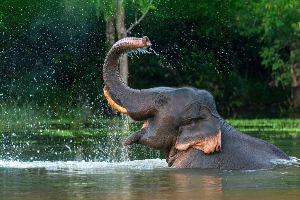 A male Asian elephant enjoys a bath undisturbed by humans: This is what animal welfare looks like while traveling at an elephant sanctuary
