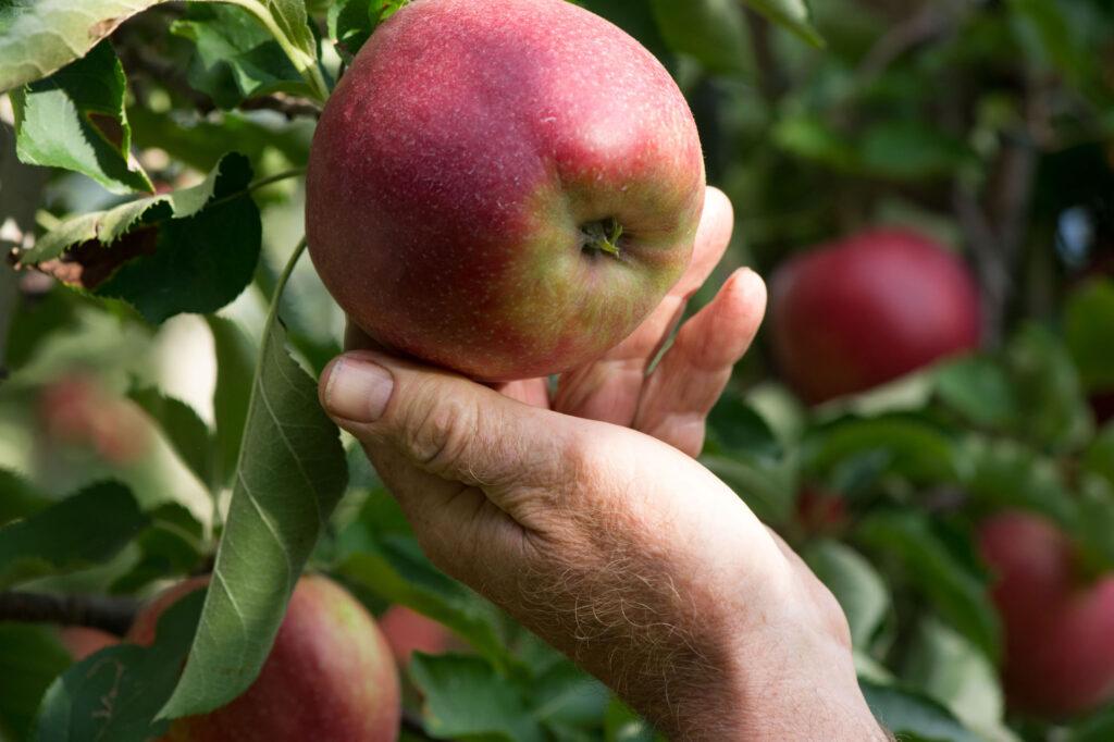 Naturresort Gerbehof, farm to table, eigene Obstplantagen