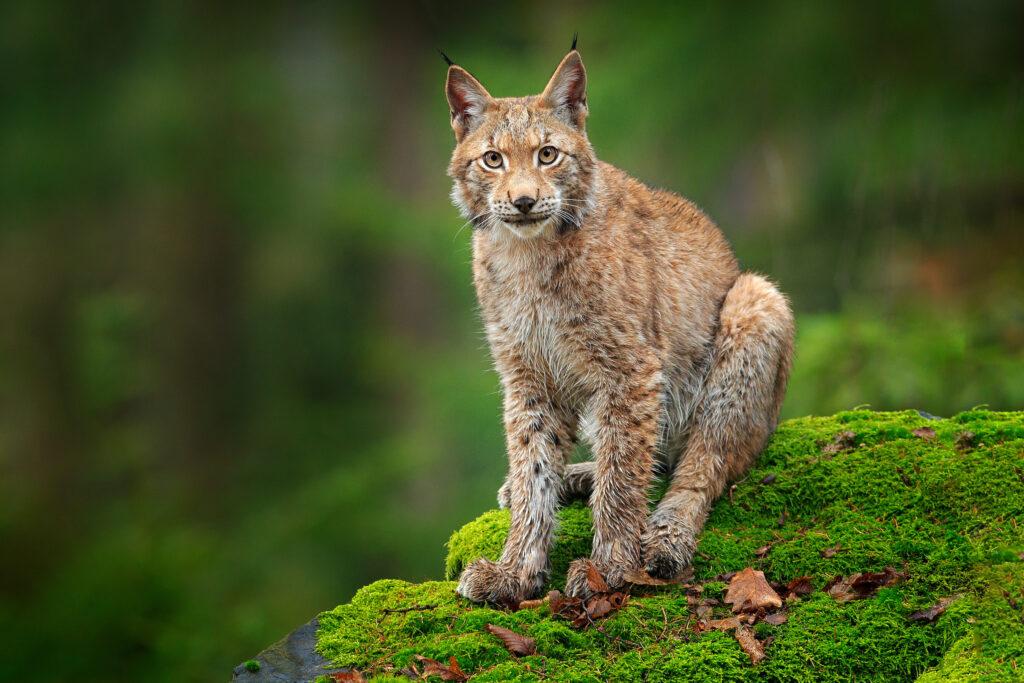 A Lynx in the Forest | This Is What Successful Animal Welfare Looks Like in Germany and Europe