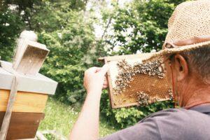 Bienen im Hotelgarten vom Hotel Sturm