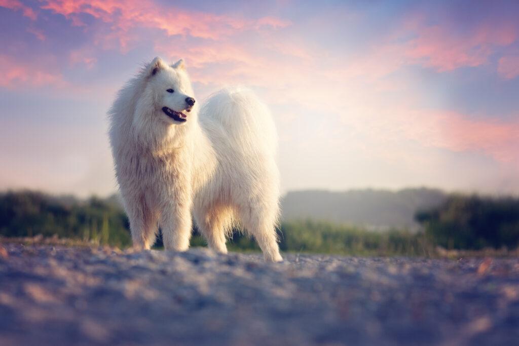 Urlaub mit Tieren erleben - zu den Leni Mountain Appartments gehört ein Somojede Hund