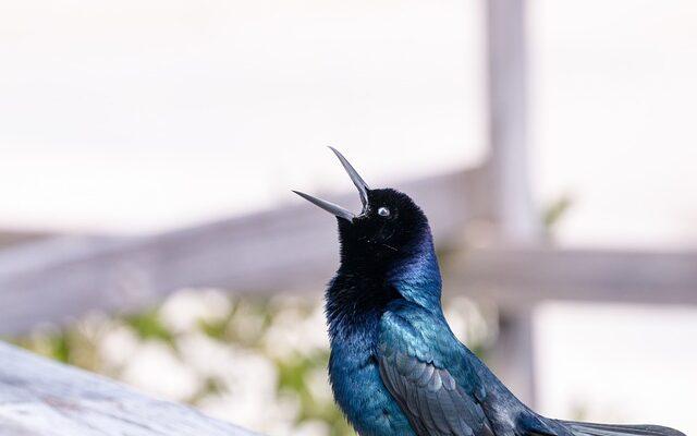 Vogelstimmen App – Vogelbestimmung für Anfänger