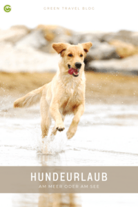 Ein hellbrauner Hund tobt freudig durch flaches Wasser während eines Urlaubs mit Hund am Meer – Nachhaltig Reisen mit Hund