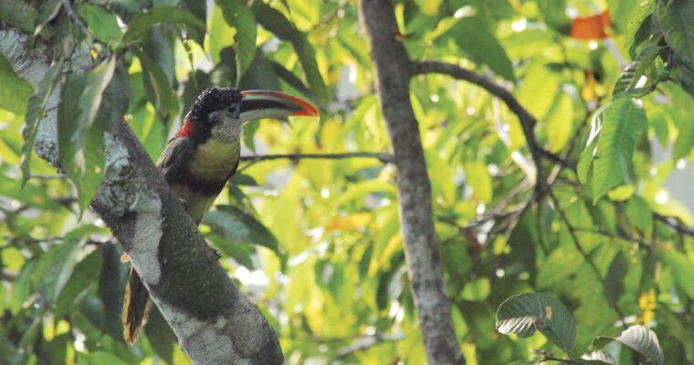 5 Amazonas-Fakten zum Regenwaldtag 2023