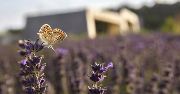 Lavendel verwenden – 10 Ideen