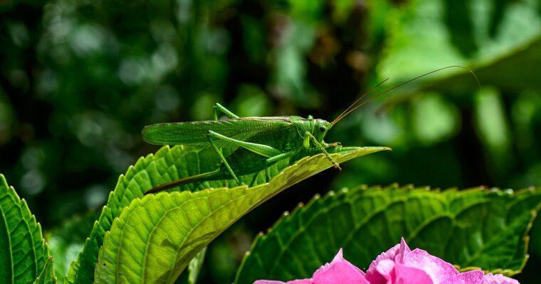 Grashüpfer im Garten – so nützlich ist die Heuschrecke