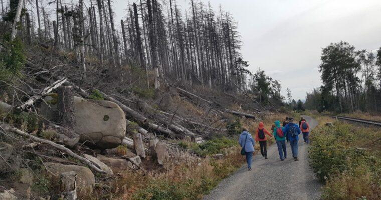 Der Wald im Harz – Waldentwicklung im Nationalpark