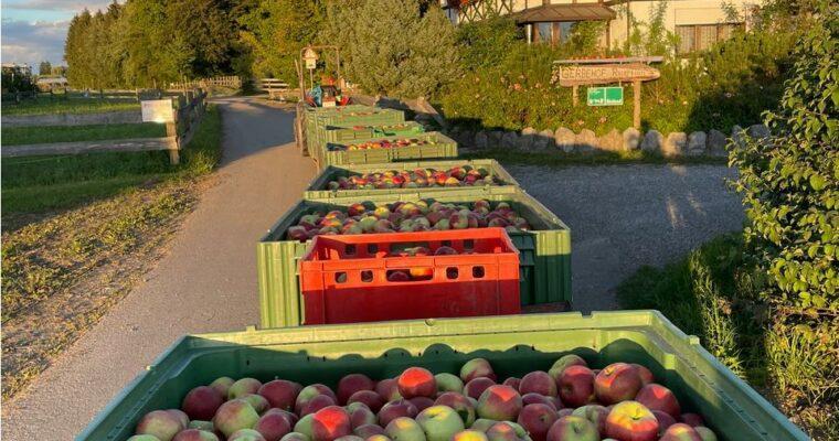 Äpfel richtig ernten: Reifen sie nach?