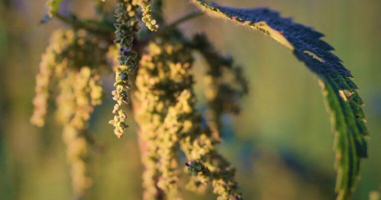 Brennnesselsamen – So verwendest du das regionale Superfood