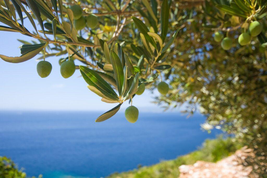 Reisen zur Olivenernte in Italien - Nachhaltiger Urlaub im Herbst